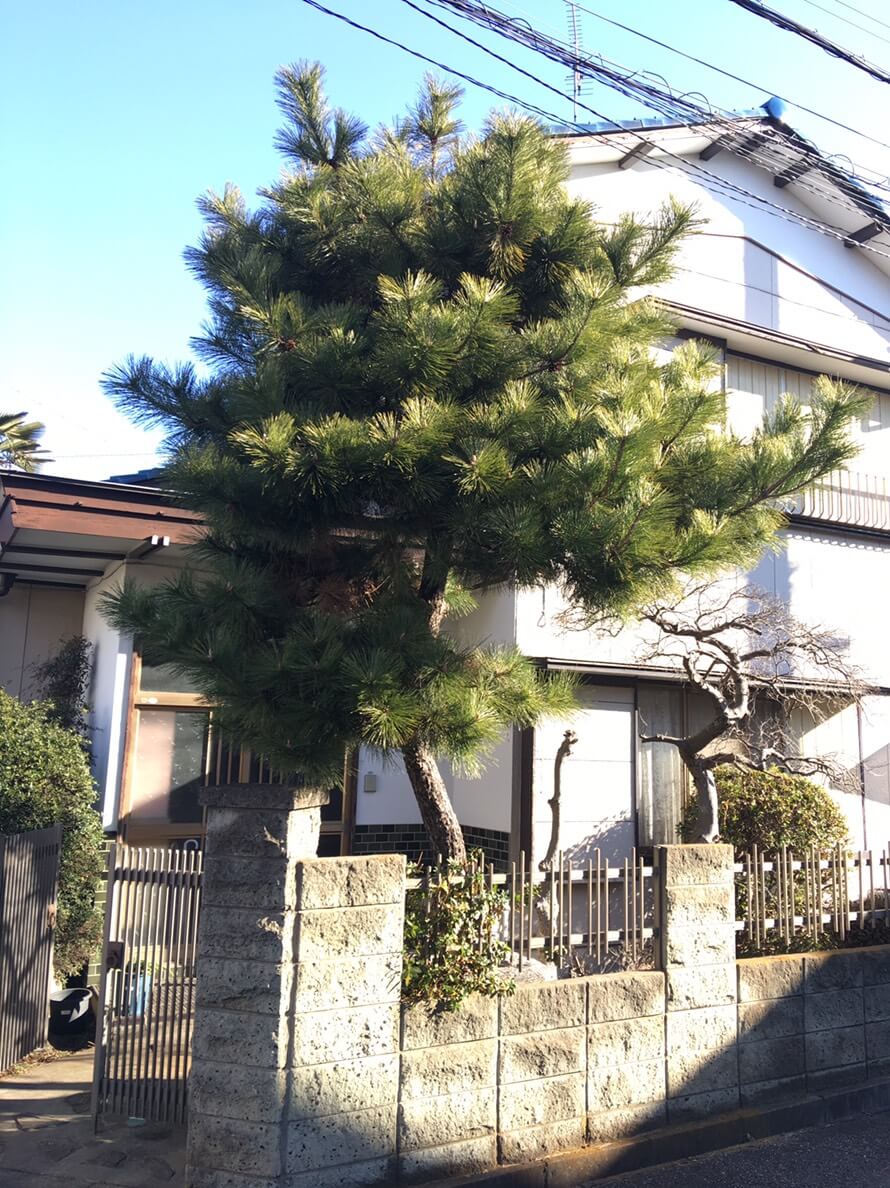 『1本』の伐採
