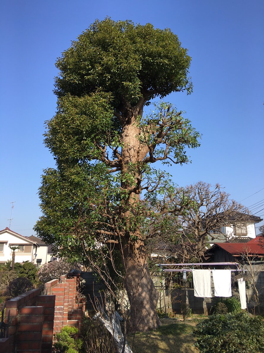 『高木』の伐採