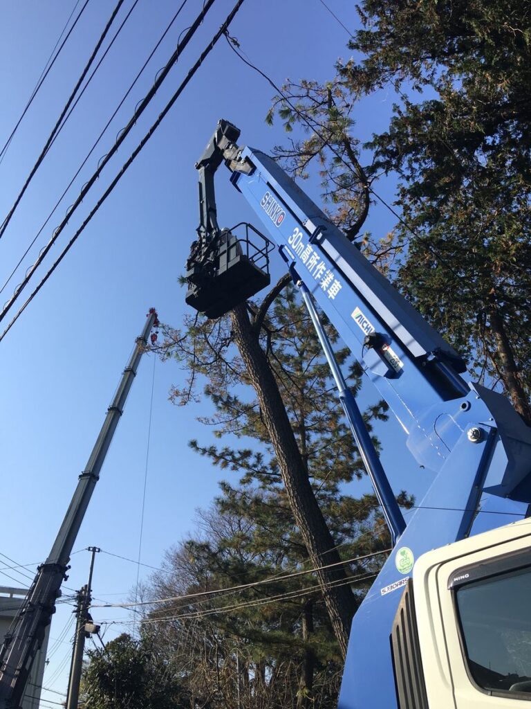 高所作業車で高い木を伐る作業