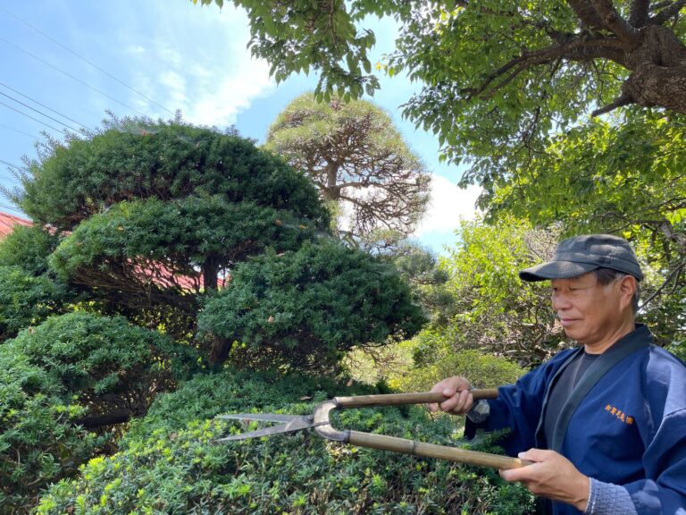 長い刈込ばさみで松を整える加賀美造園の職人