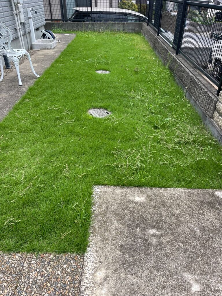 芝刈りの前(芝から雑草が伸びている)
