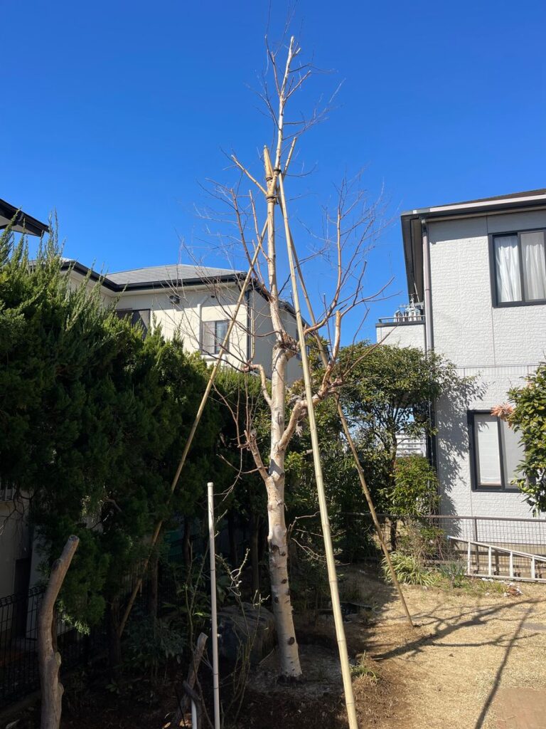 支柱で固定した植えたての木