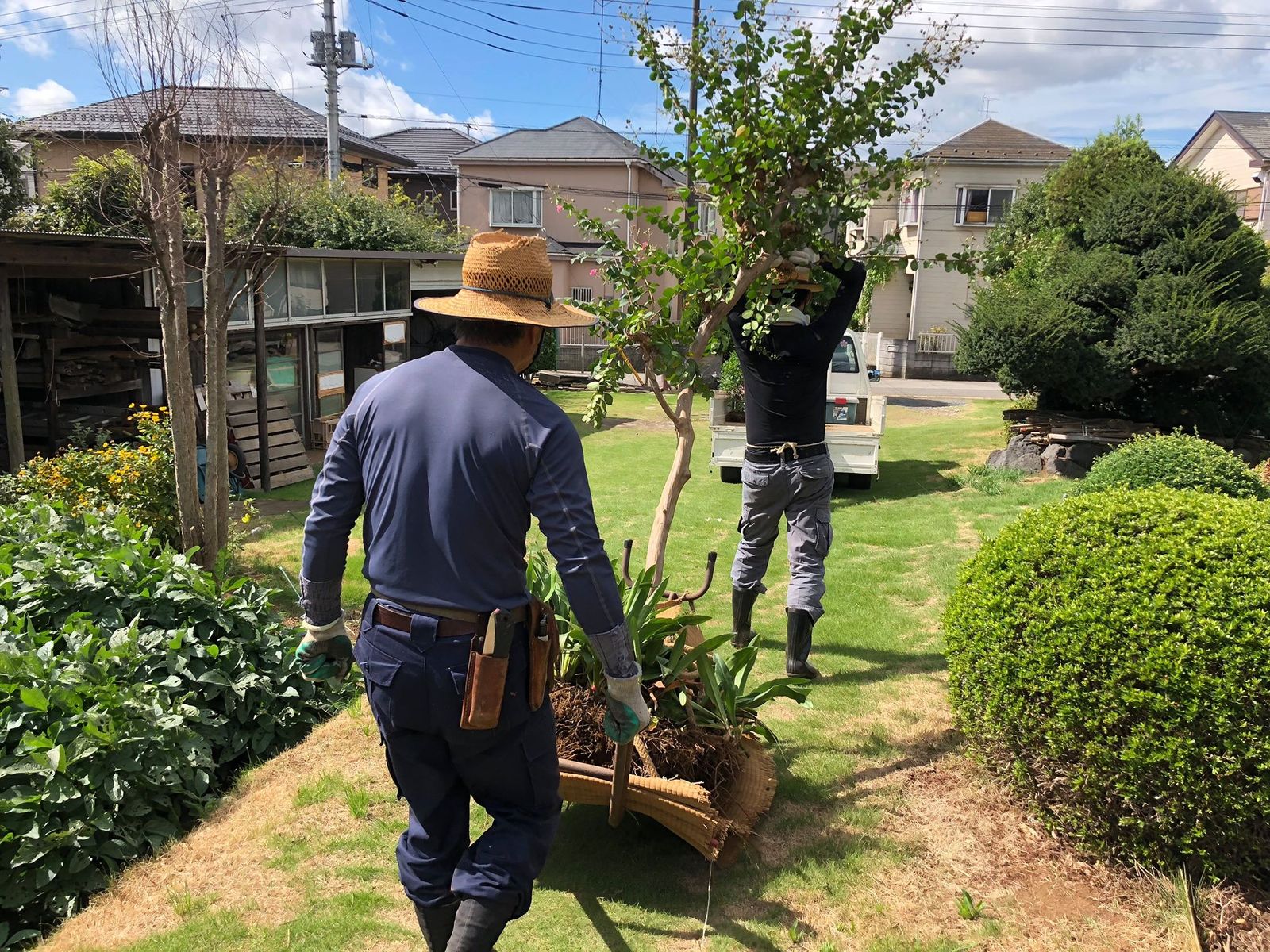 サルスベリの木を植える職人